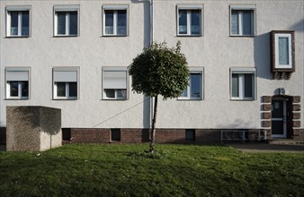Small tree supported by wire rope with spherical crown next to rubbish container on lawn in front of apartment building in Duesseldorf Heerdt