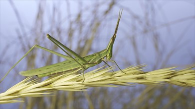 Giant green slant-face grasshopper Acrida washes cleaning its antennae while sitting on spikelet on grass and blue sky background