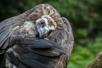 Close up of cinereous vulture