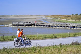 Cyclists cycling on International Dike past lookout platform looking over saltmarsh and coastal birds at Zwin nature reserve