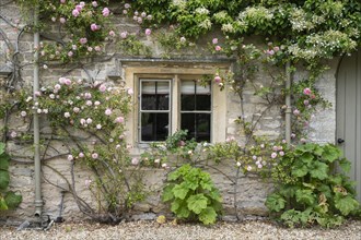 Rose bushes growing on the front of an old stone house in Arlington Row
