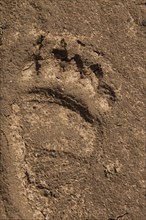 Close up of footprint of Eurasian brown bear