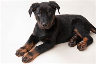 Beauceron puppy dog