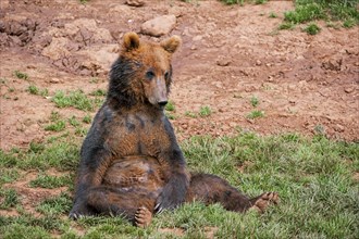Sad looking brown bear sitting on the ground