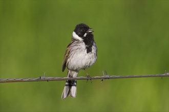 Common reed bunting