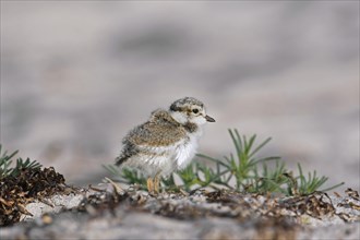 Cute common ringed plover