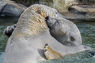 Two captive polar bears