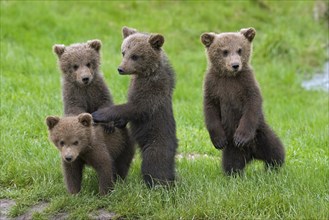 Four Eurasian brown bear