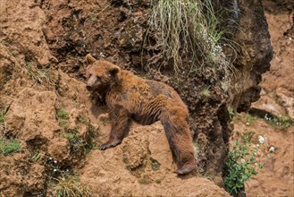 Moulting Eurasian brown bear