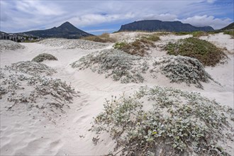 Succulents and other vegetation in the sand dunes at Hout Bay