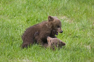 Two Eurasian brown bear