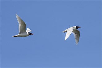 Two adult Mediterranean gulls