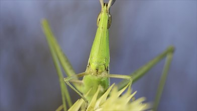 Frontal portrait of Giant green slant-face grasshopper Acrida sitting on spikelet on grass and blue sky background