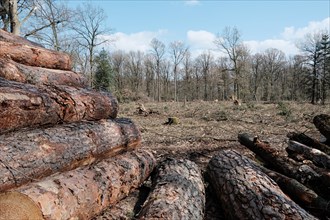 Wood piles in the forest in front of a cleared area