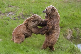 Two Eurasian brown bears
