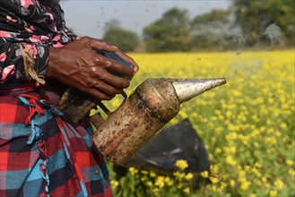 Bee keepers working in a bee farm near a mustards field in a village in Barpeta district of Assam in India on Wednesday 22 December 2021. The bee keeping business is one of the most profitable busines...