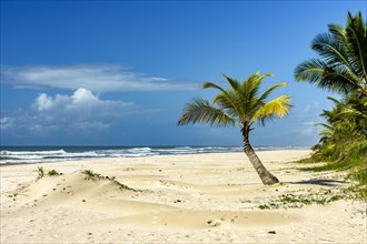 Sargi beach with its coconut trees on the sand on a sunny summer day in the city of Serra Grande on the coast of Bahia