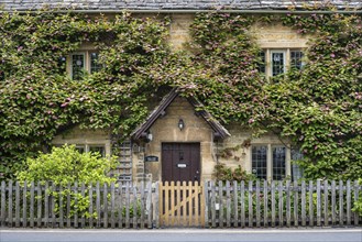 Typical yellow Cotswolds stone house with dense plant growth on the facade