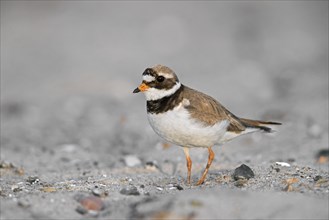 Common ringed plover