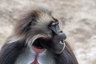 Close-up portrait of male gelada