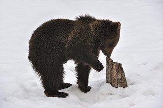 Curious two-year-old Eurasian brown bear