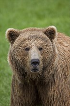 Close up of Eurasian brown bear