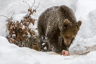 One year old brown bear