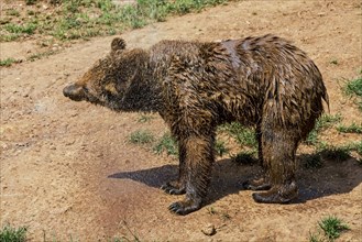 Eurasian brown bear