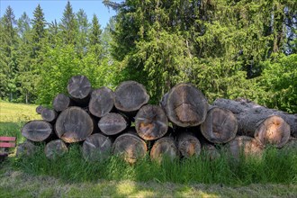 Stacked tree trunks at the edge of the forest