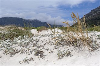 Succulents and other vegetation in the sand dunes at Hout Bay