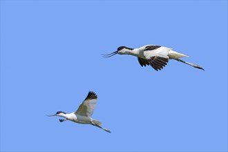 Two pied avocets