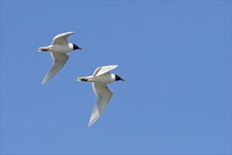 Two adult Mediterranean gulls