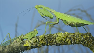 Male praying mantis approaches very large female. Praying mantis mating. Transcaucasian tree mantis