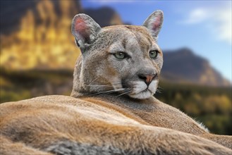 Close-up portrait of cougar
