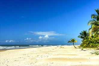 Coconut trees by the sea at the beautiful Sargi beach in Serra Grande on the coast of Bahia