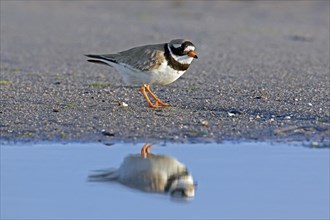 Reflection in water of common ringed plover