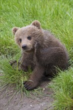Eurasian brown bear