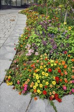 Flowerbed with spring flower-bed and zinnias