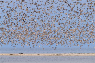 Red knot flock of red knots
