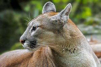 Close up portrait of cougar