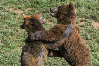 Two aggressive Eurasian brown bears