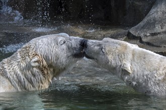 Two captive polar bears