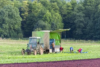 Vegetable farmers harvesting lettuce