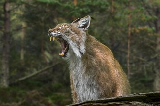 East Siberian lynx