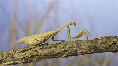 Big female praying mantis sitting on branch in the grass and blue sky background. European mantis