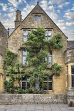 A pear tree growing up the facade of an old stone house