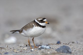 Common ringed plover