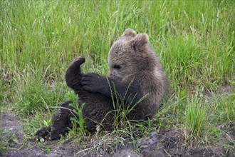 European brown bear