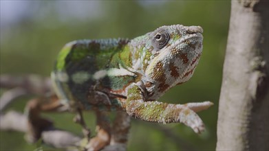 Bright Panther chameleon