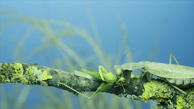 Large female green praying mantis greedily eating green grasshopper sitting on tree branch covered with lichen. Transcaucasian tree mantis